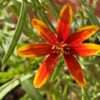 Krásnoočko přeslenité ‘Ladybird’, květník 0,5l