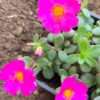 Šrucha – Portulaca umbraticola růžová, květník 0,5l